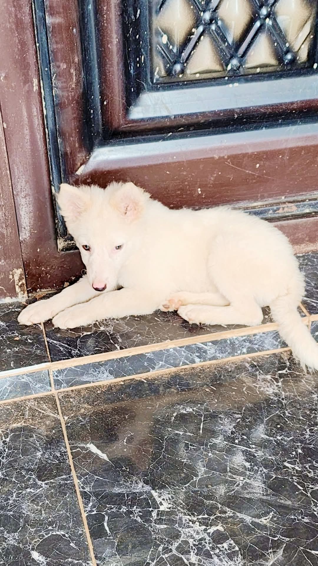 Eskimo Male Puppy (4 Months Old)