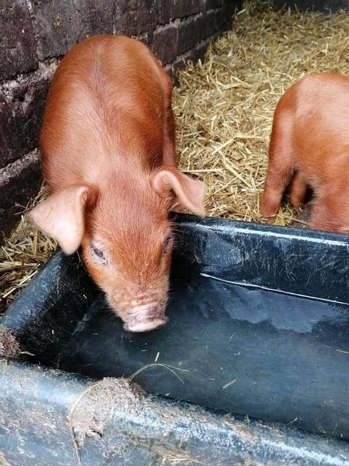 Duroc pigs available